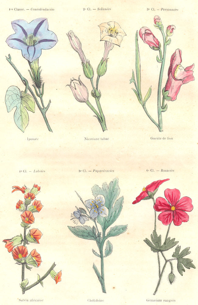 PLANTS. Convolvulaceae, Solanaceae; pomée; nicotiane tobacco lion Mouth 1873